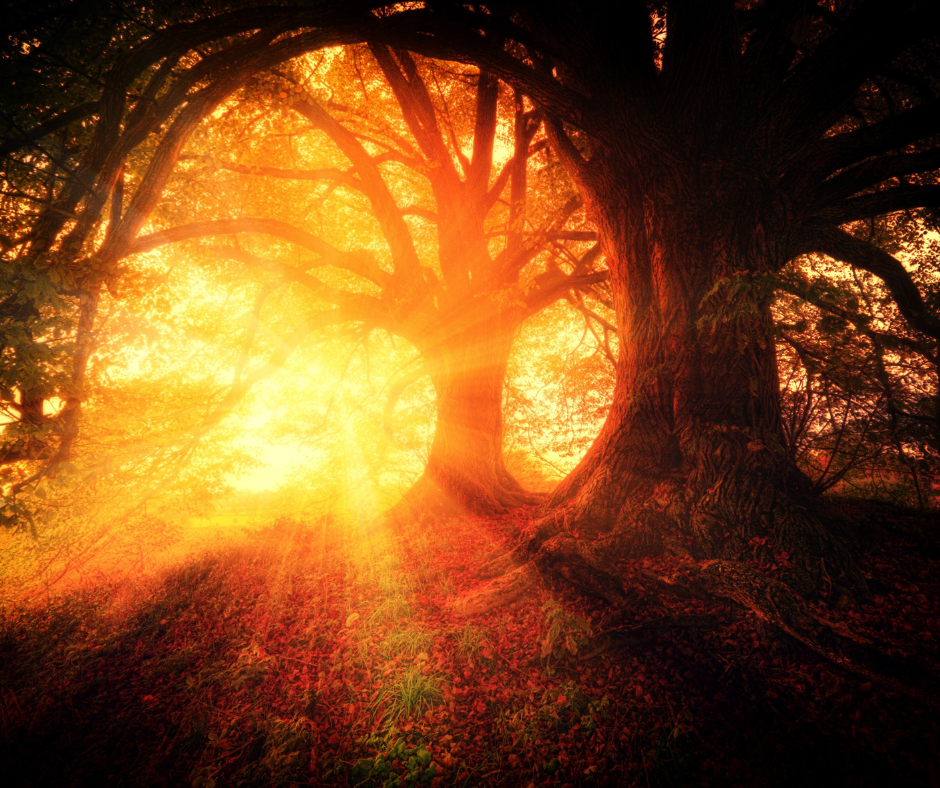 Enchanted tree in the forest