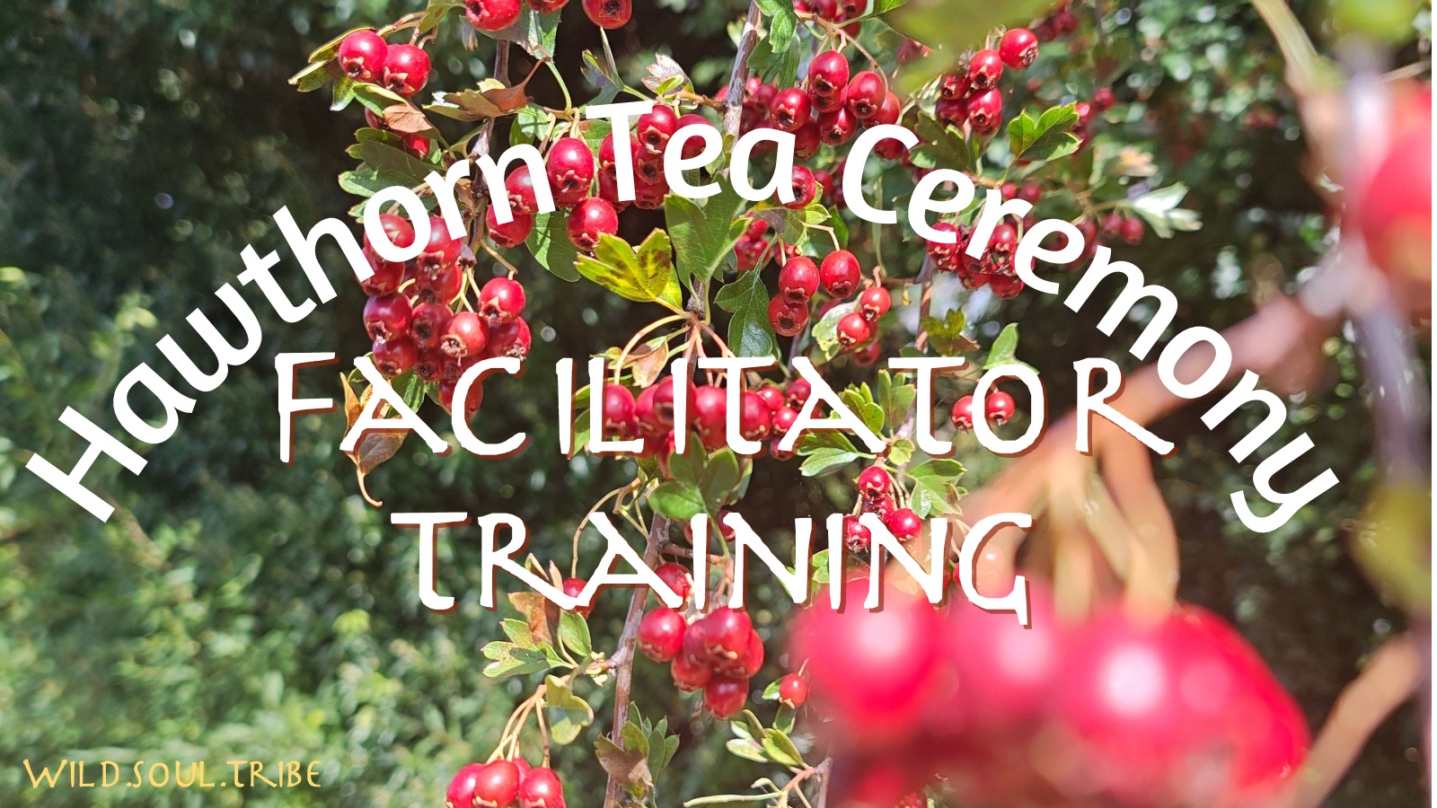 Hawthorn Tea Ceremony Facilitator Training